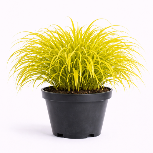 Hakonechloa 'All Gold' C3