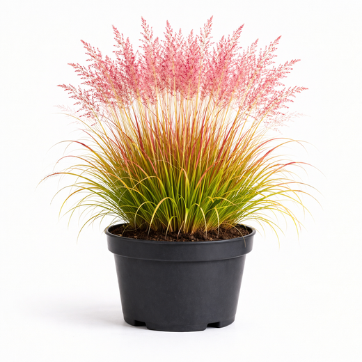 Molinia 'Heidebraut' C3