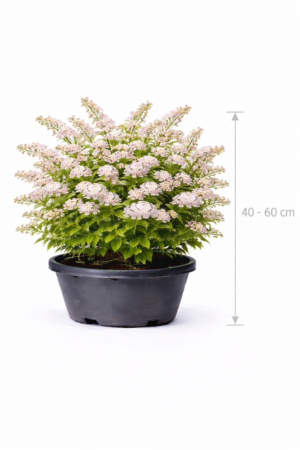 Spiraea thunb. 'Fujino Pink' 40- 60
