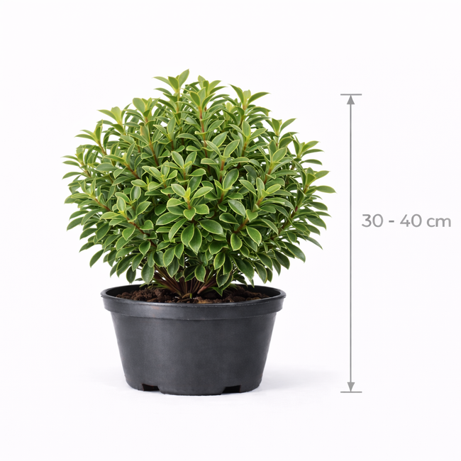 Pittosporum ten. 'Irish Luck' 30 - 40 C7.5