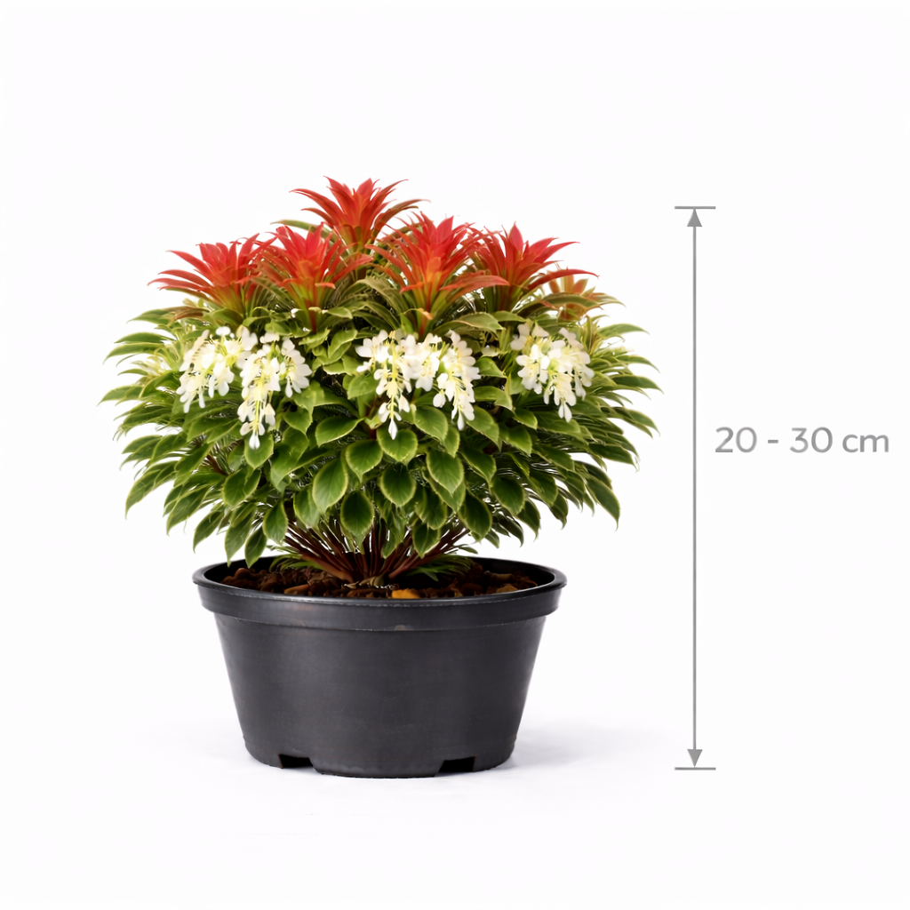 Pieris jap. 'Mountain Fire' 20 - 30