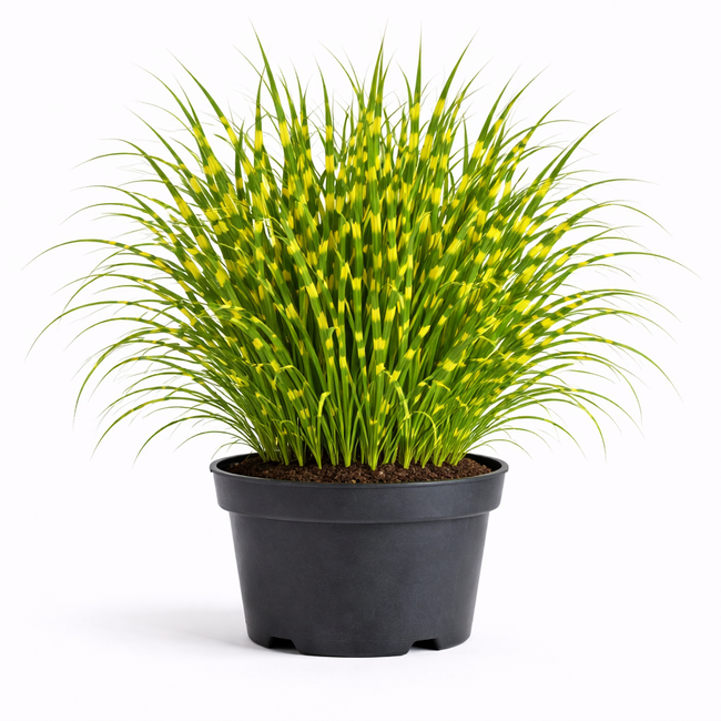 Miscanthus sin. 'Strictus' C3