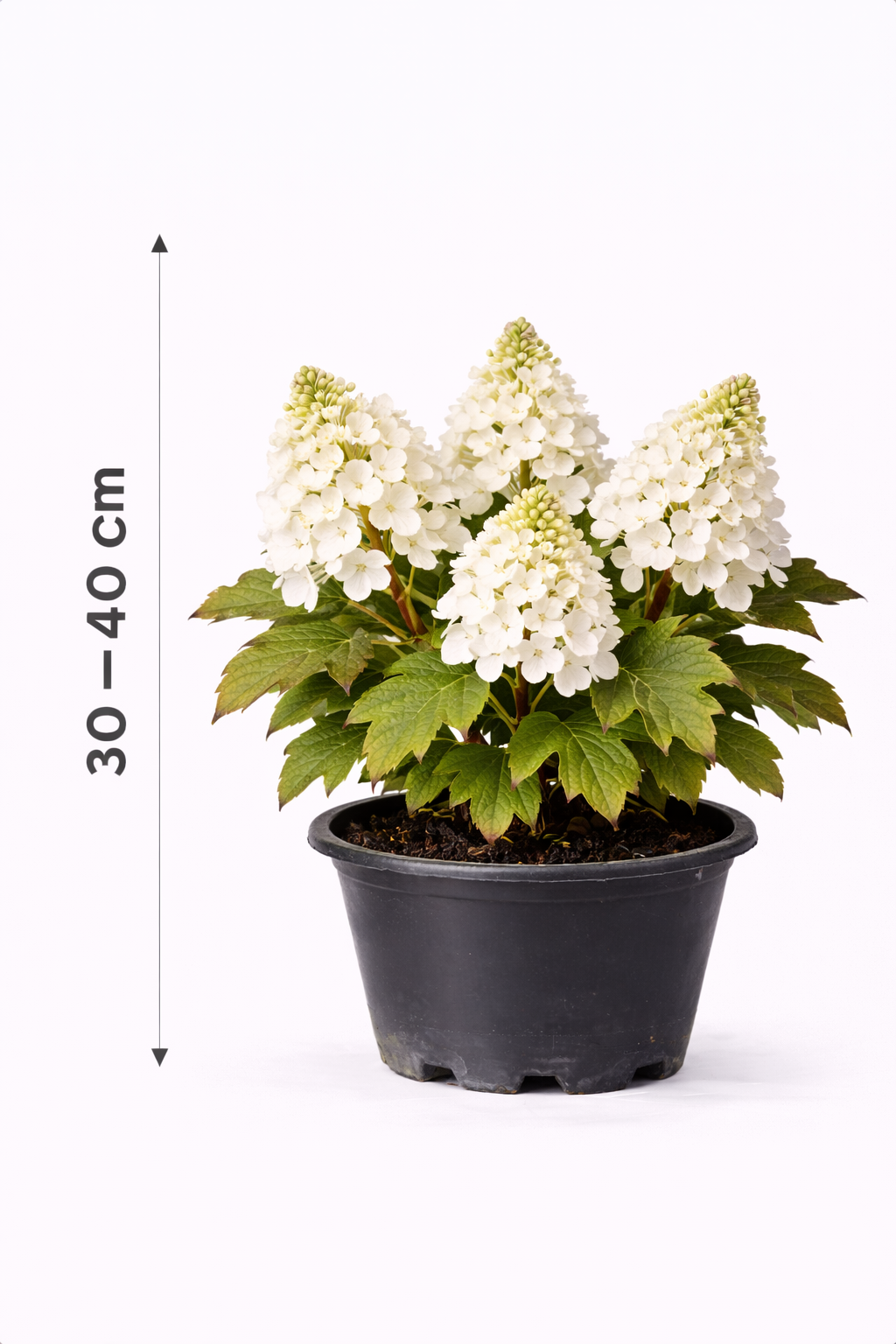 Hydrangea quercifolia 30 - 40