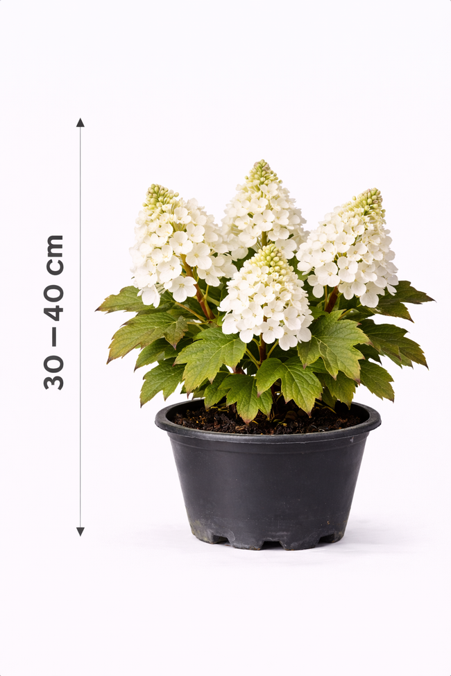 Hydrangea quercifolia 30 - 40