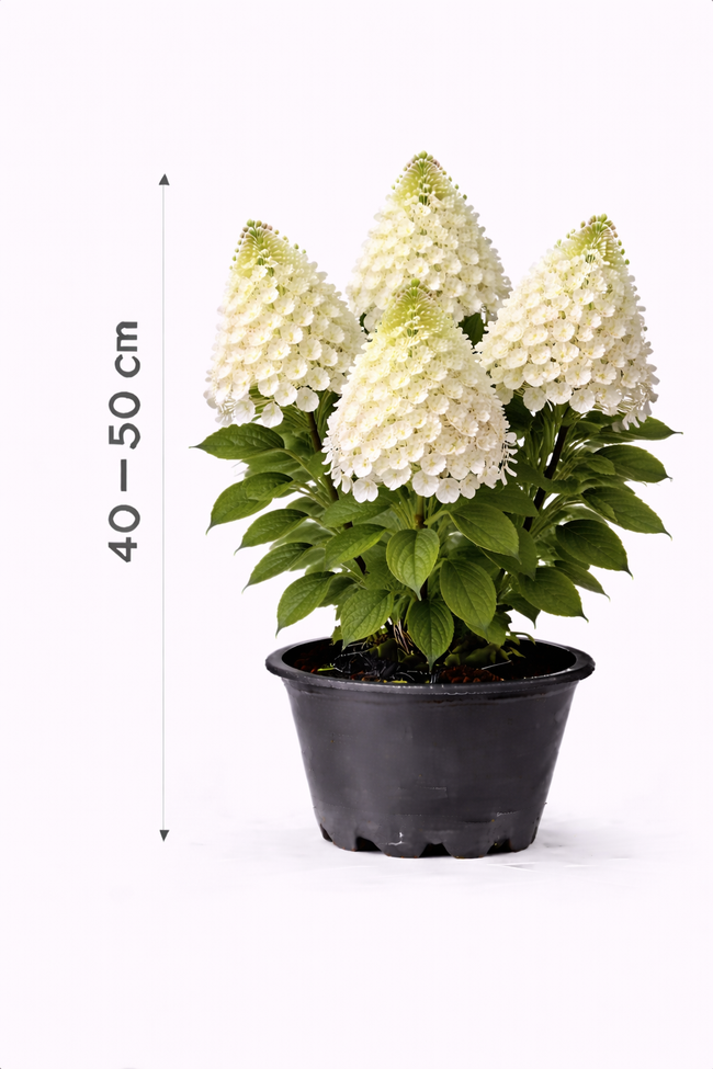Hydrangea pan. 'Skyfall' 40 - 50