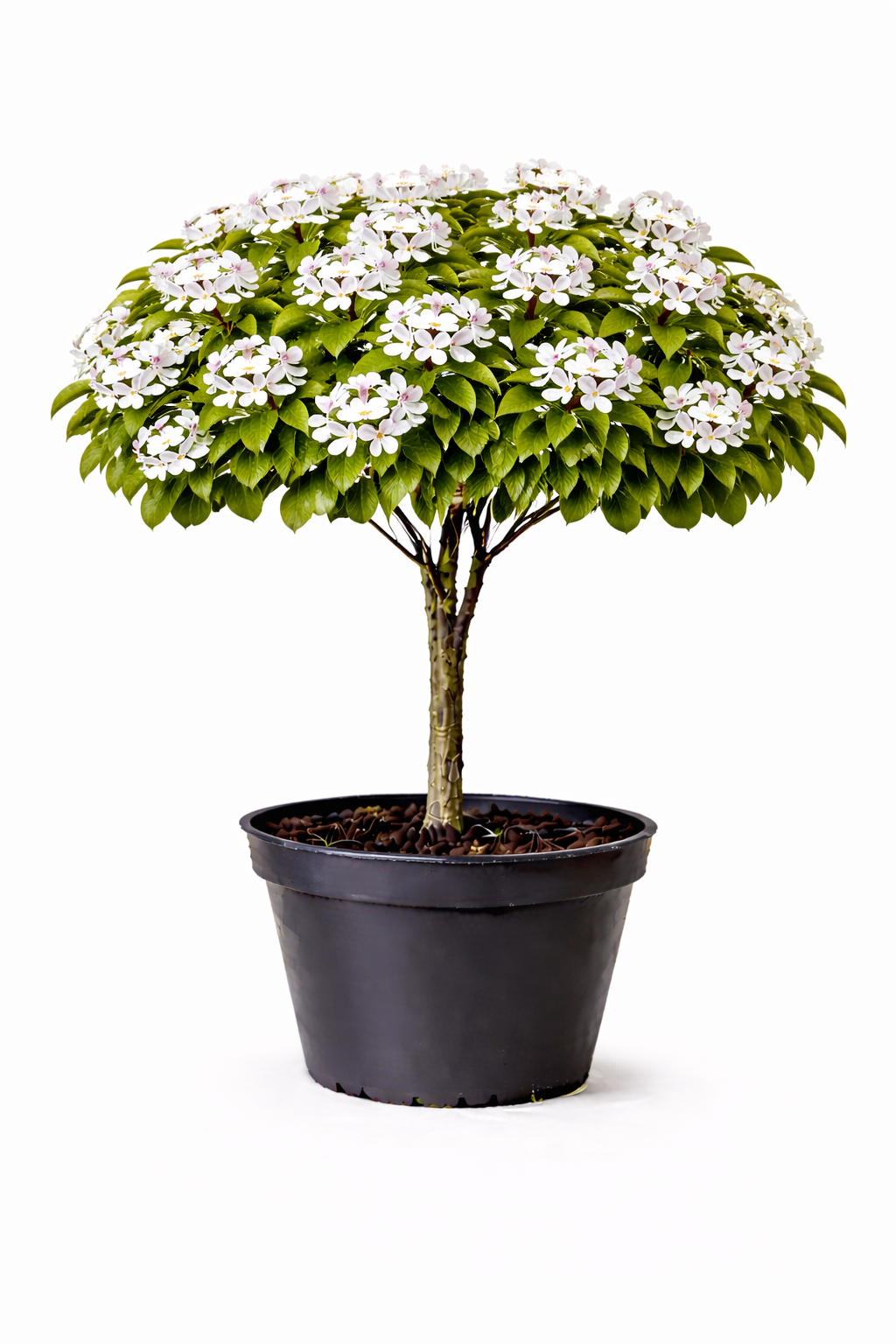 Pyrus pyrif. halfstam C7.5