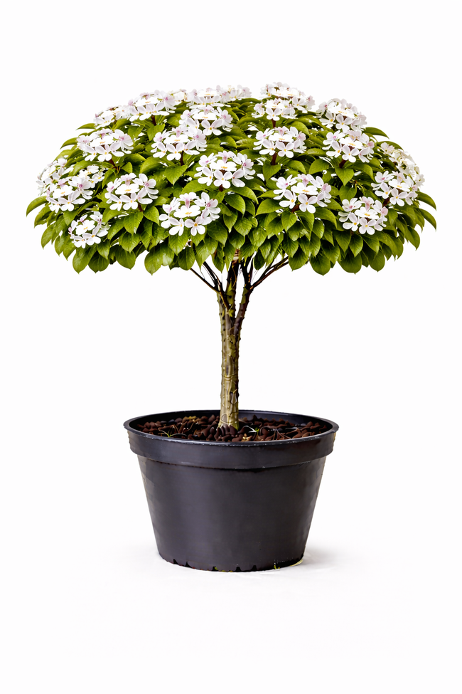 Pyrus pyrif. halfstam C7.5