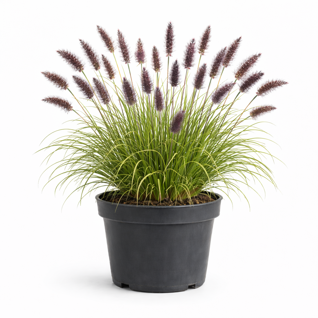 Pennisetum alop. 'Red Head' C3