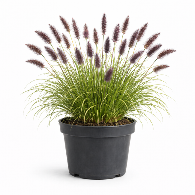 Pennisetum alop. 'Red Head' C3