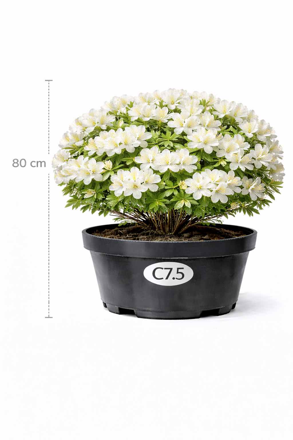 Azalea knaphill wit 80+- C7.5