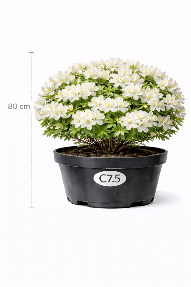 Azalea knaphill wit 80+- C7.5