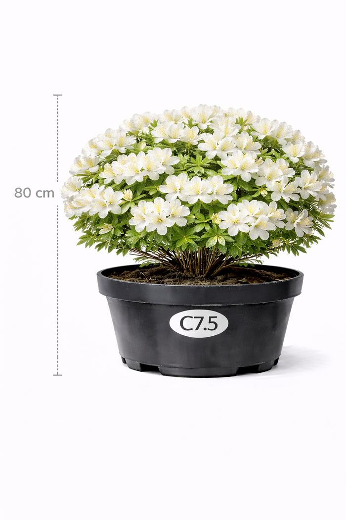 Azalea wit 80+- C7.5