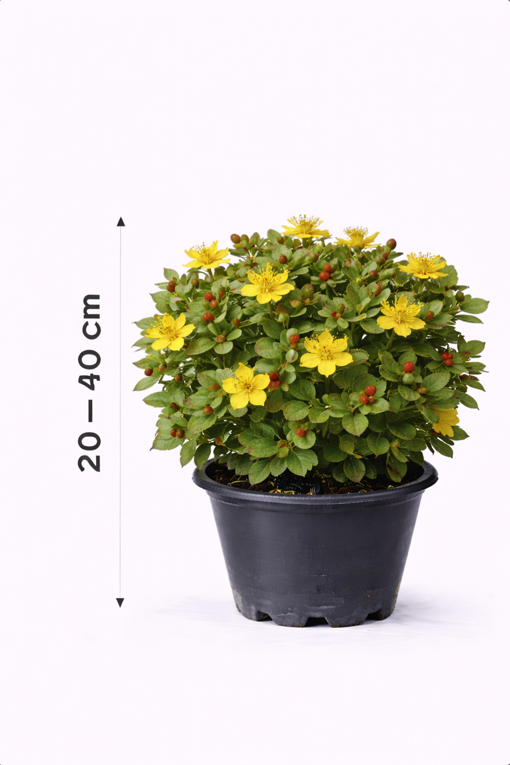 Hypericum dummeri 'Peter dummer' 30 - 40