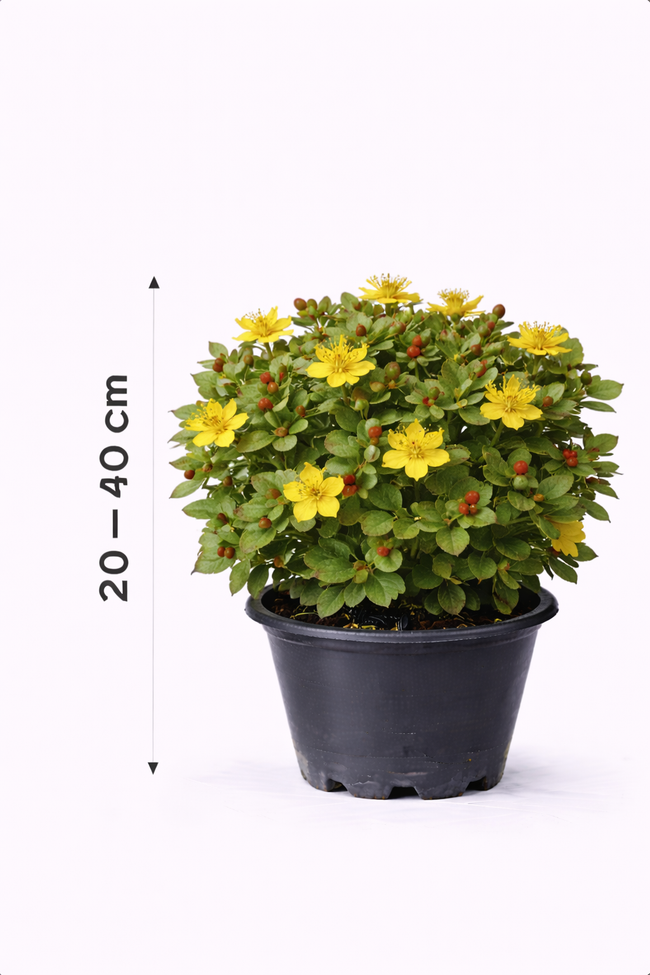 Hypericum dummeri 'Peter dummer' 30 - 40