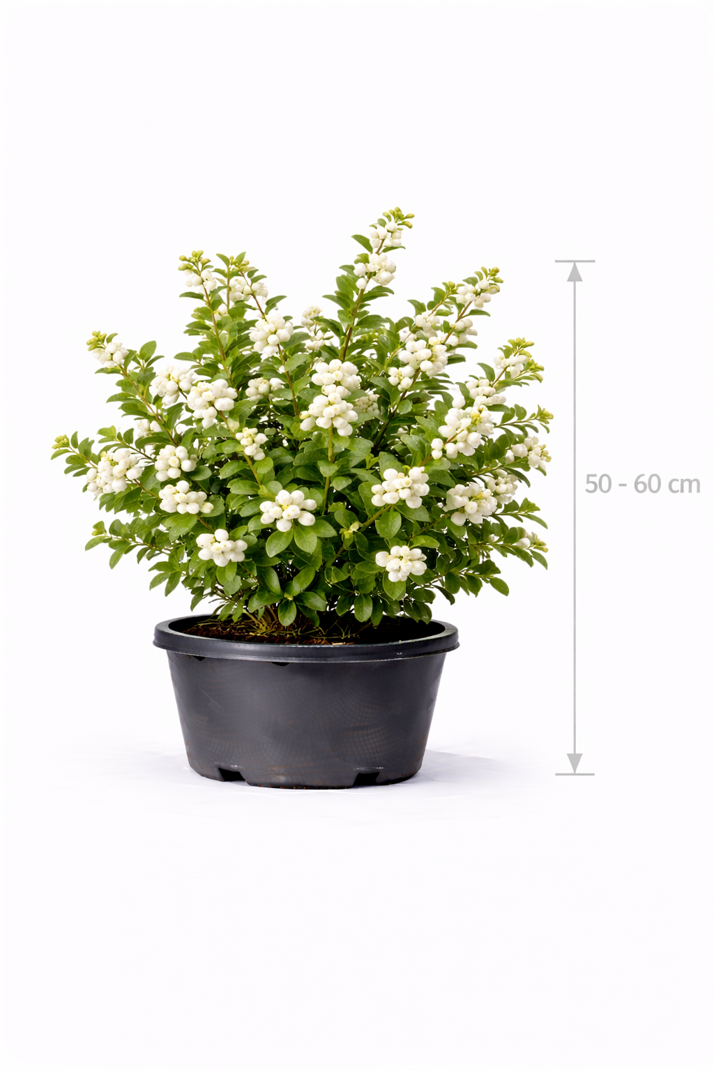 Symphoricarpos d. 'White Hedge' 50 - 60
