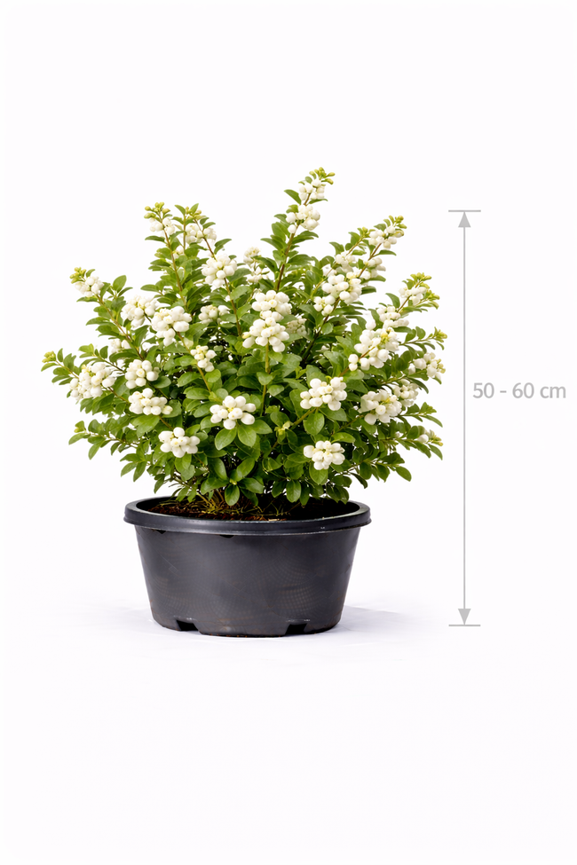 Symphoricarpos d. 'White Hedge' 50 - 60