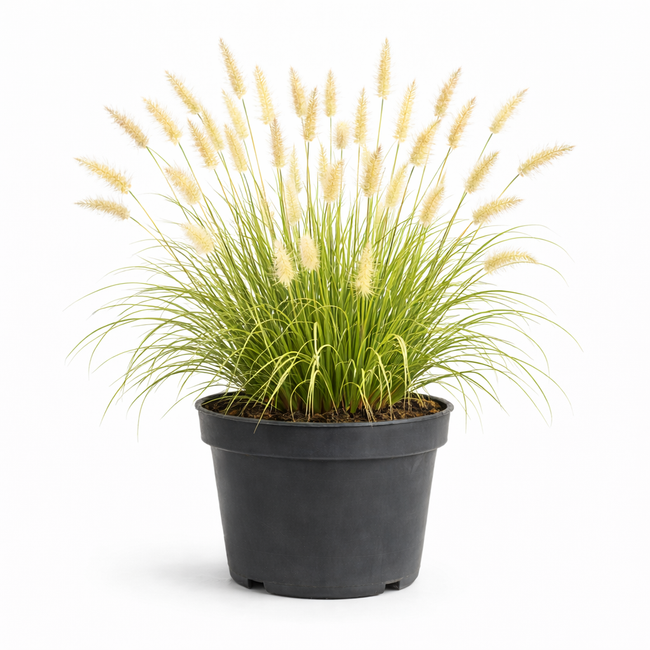 Pennisetum or. 'Fairy Tails' C3