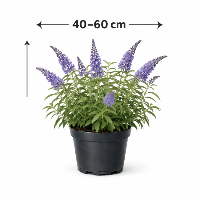 Buddleja dav. 'Nanho Blue' 40 - 60