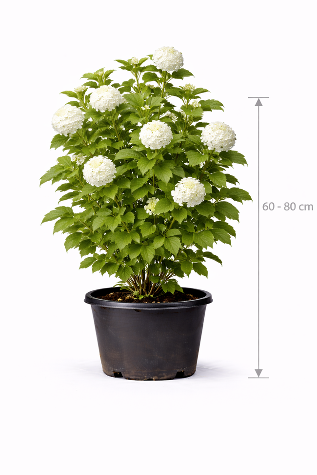 Viburnum opulus 60 - 80