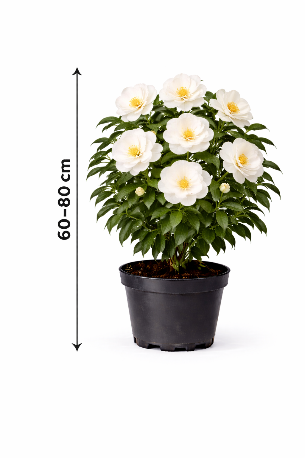 Camellia japonica wit-blanc 60 - 80