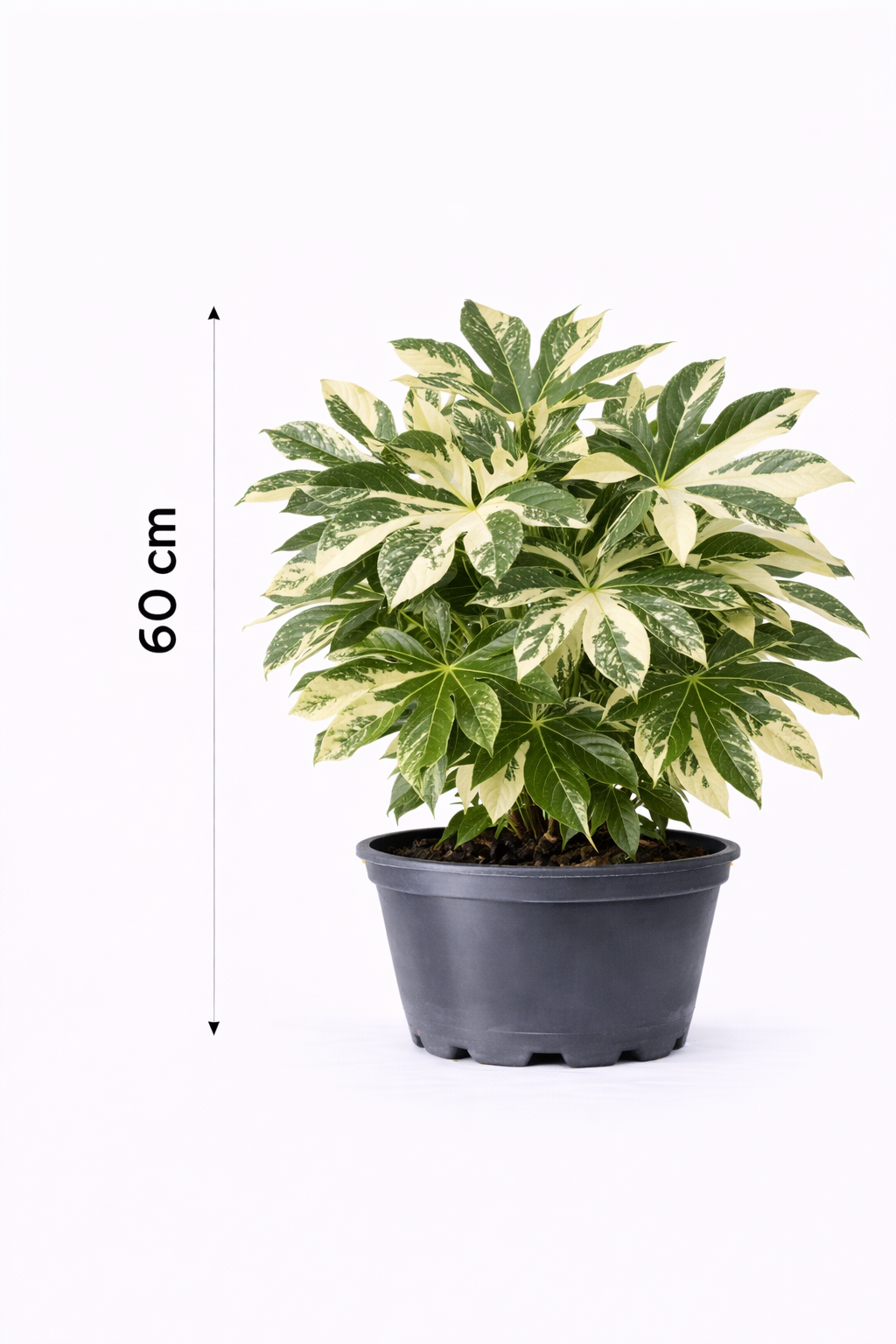 Fatsia japonica 'Variegata' 60 c7.5