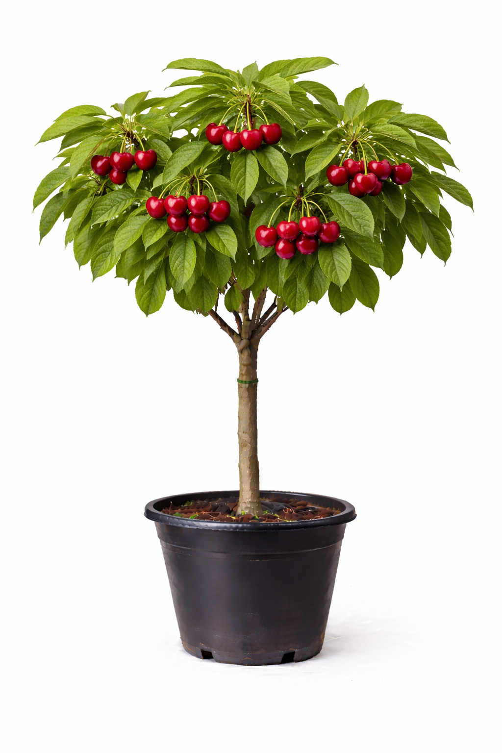 Prunus av. kersen  halfstam C7.5