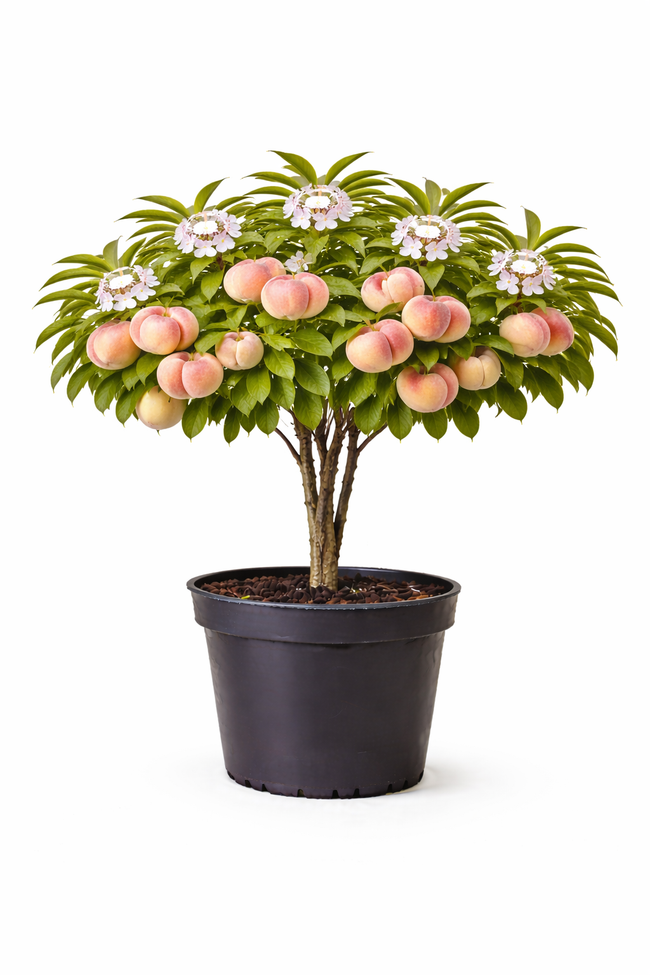 Prunus pers. 'Saturn' struik c7.5