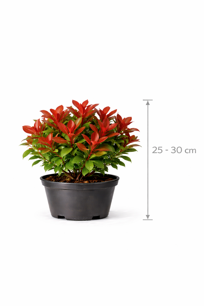 Photinia fras. 'Little Red Robin' 25 - 30