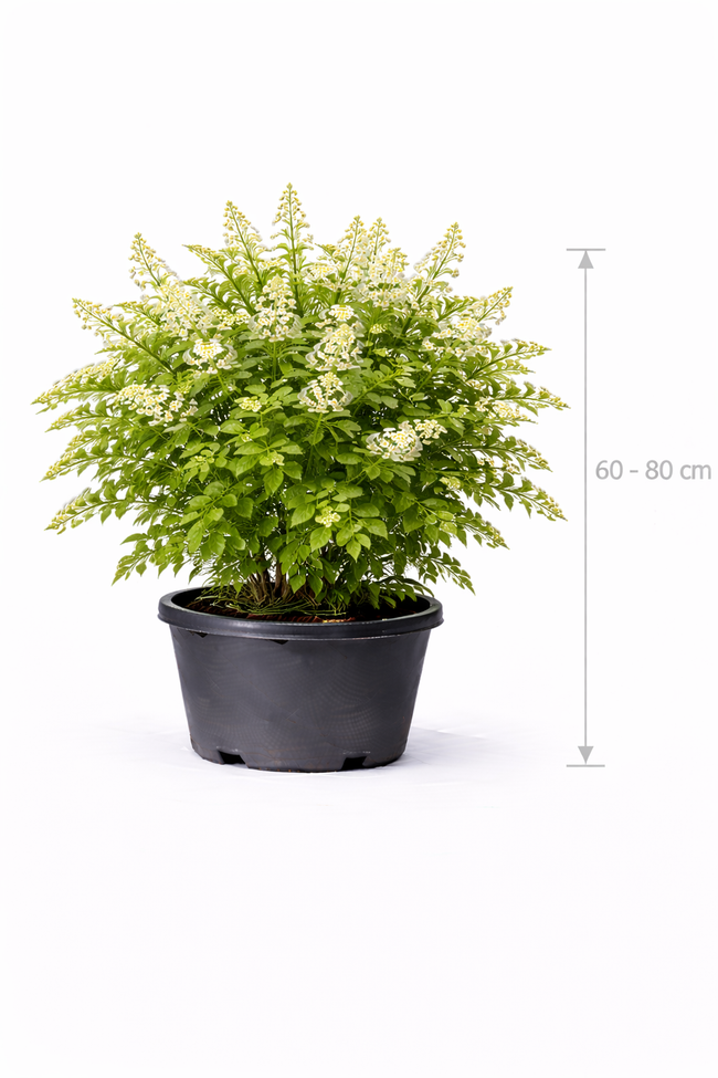 Styphnolobium japonicum 60 - 80