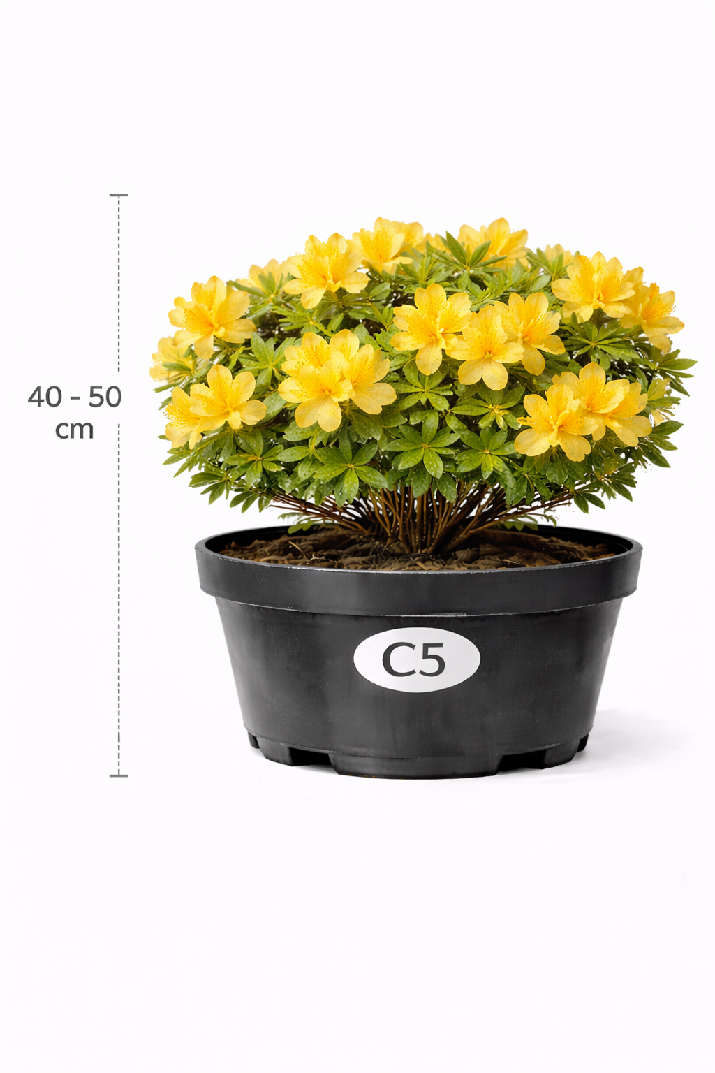 Azalea mollis geel 40 - 50 C3
