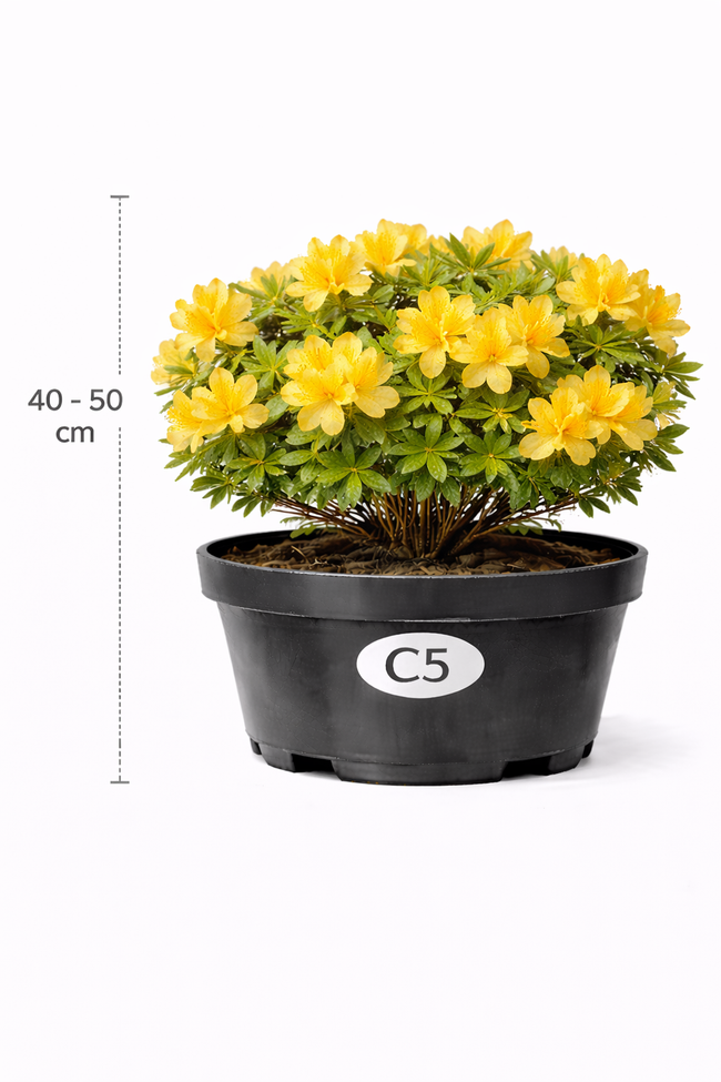 Azalea mollis geel 40 - 50 C3