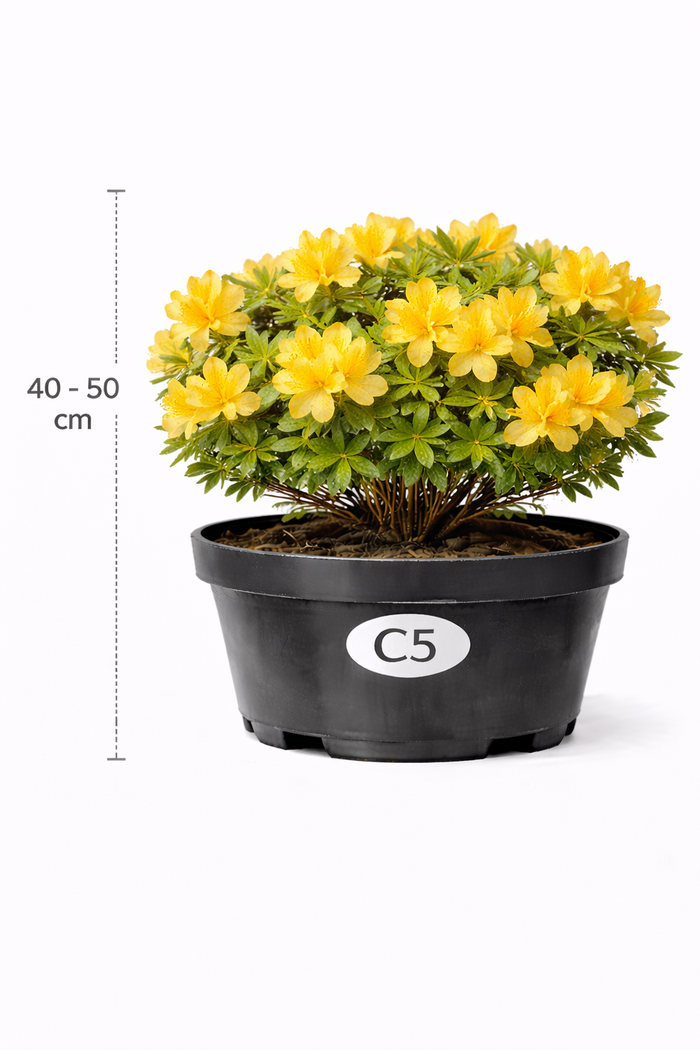 Azalea mollis geel 40 - 50 C3