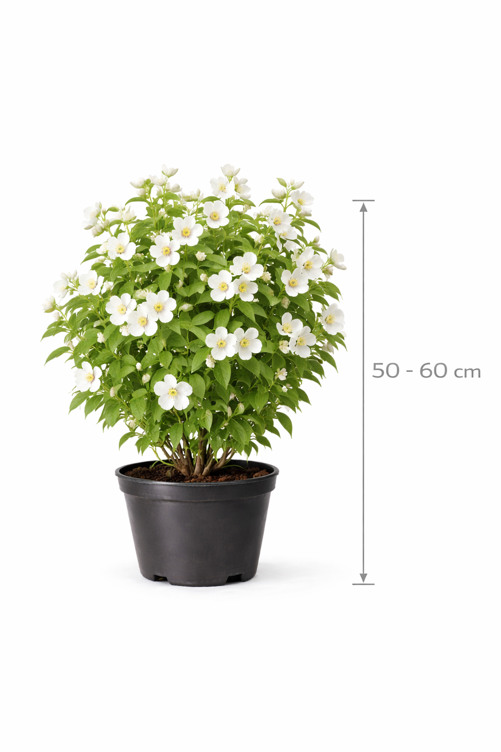 Philadelphus coronarius 50 - 60