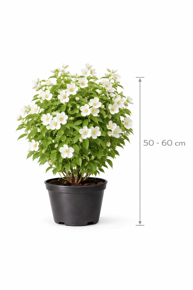 Philadelphus coronarius 50 - 60