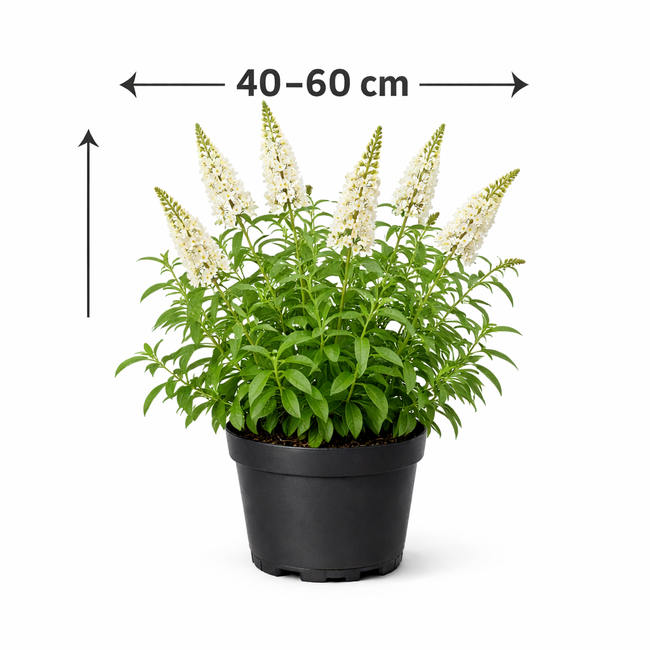Buddleja 'Argus White' 40 - 60