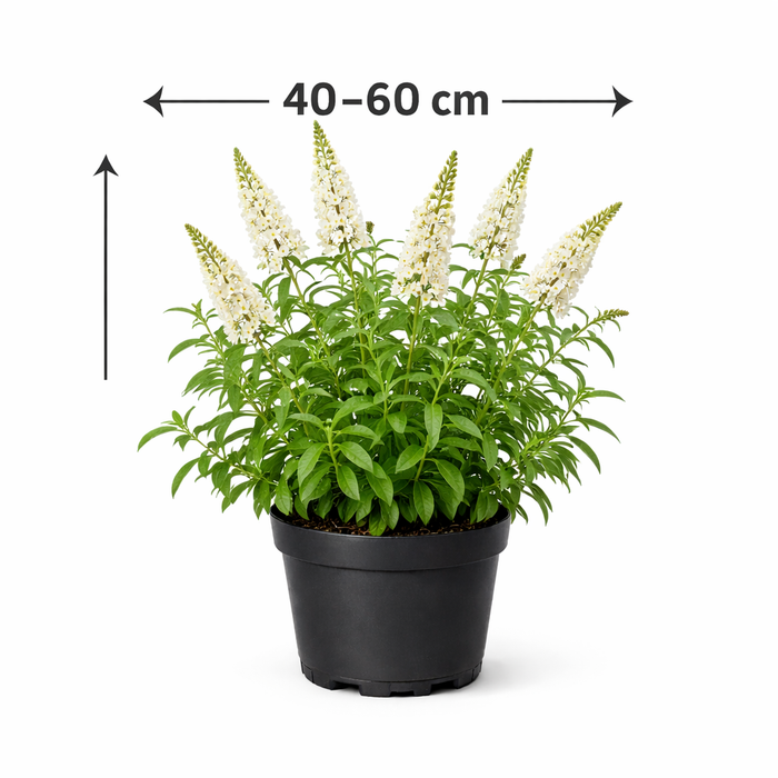 Buddleja 'Argus White' 40 - 60