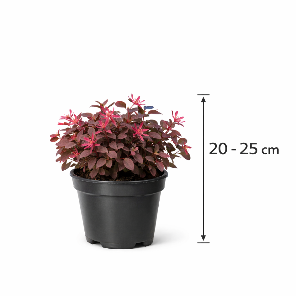 Loropetalum chin. 'Fire Dance' 20 - 25