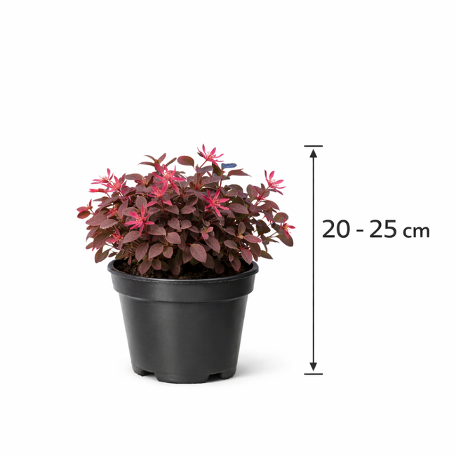 Loropetalum chin. 'Fire Dance' 20 - 25