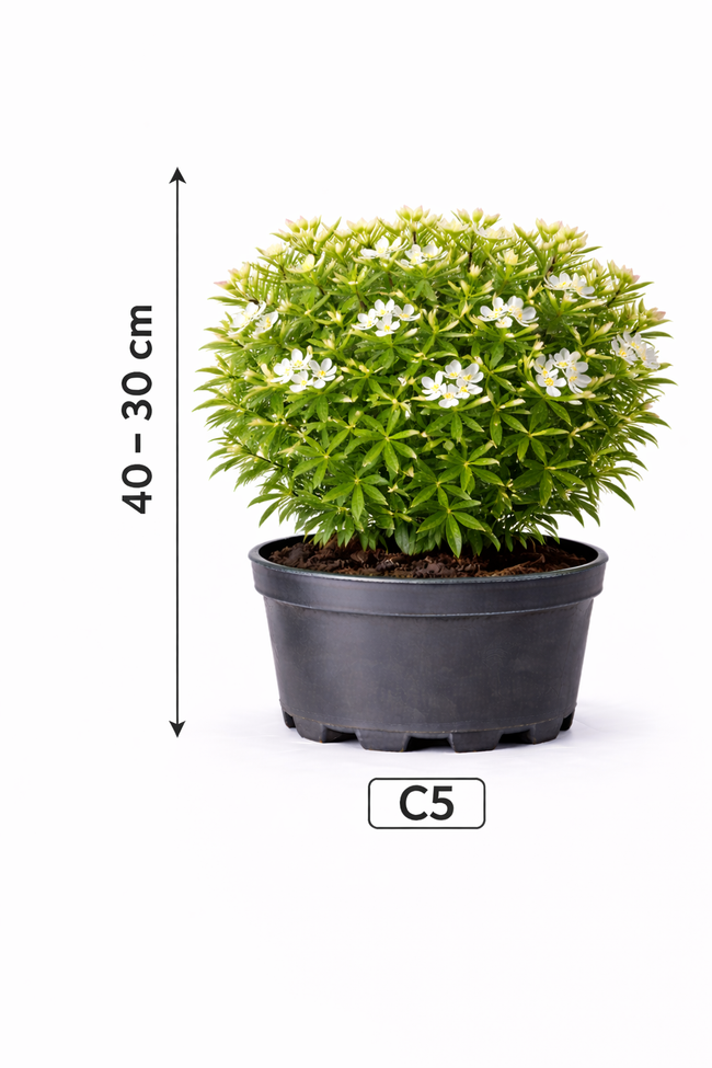 Choisya ternata 40 - 50 C5