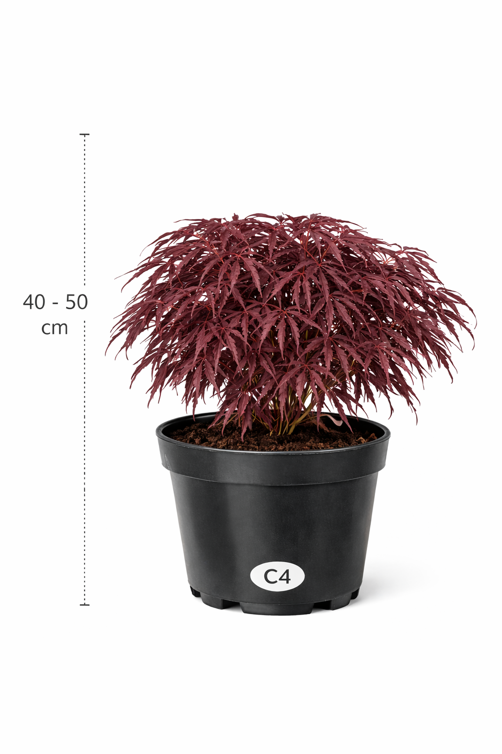 Acer palm. 'Inaba Shidare' 40 - 50 C4