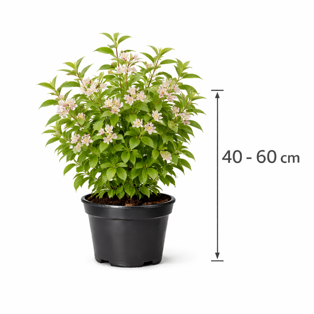 Lonicera tatarica 40 - 60