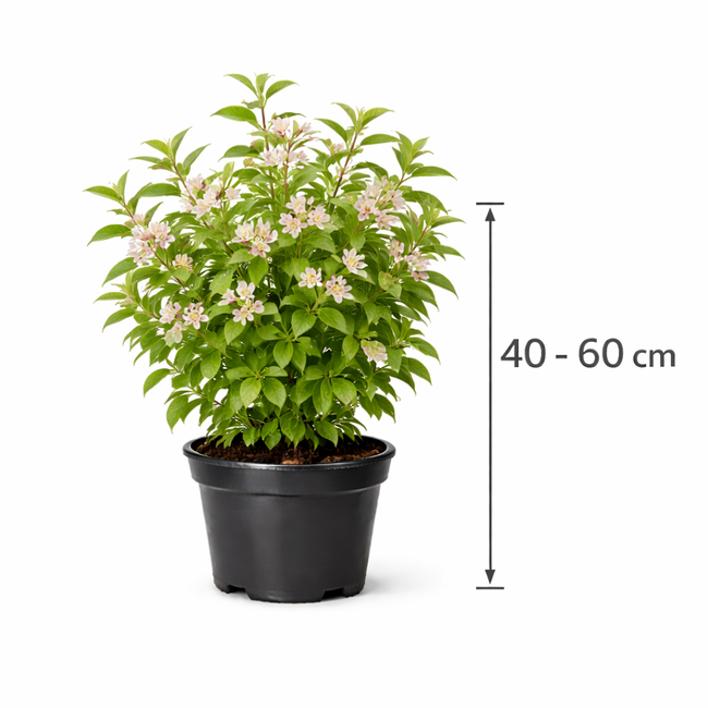 Lonicera tatarica 40 - 60