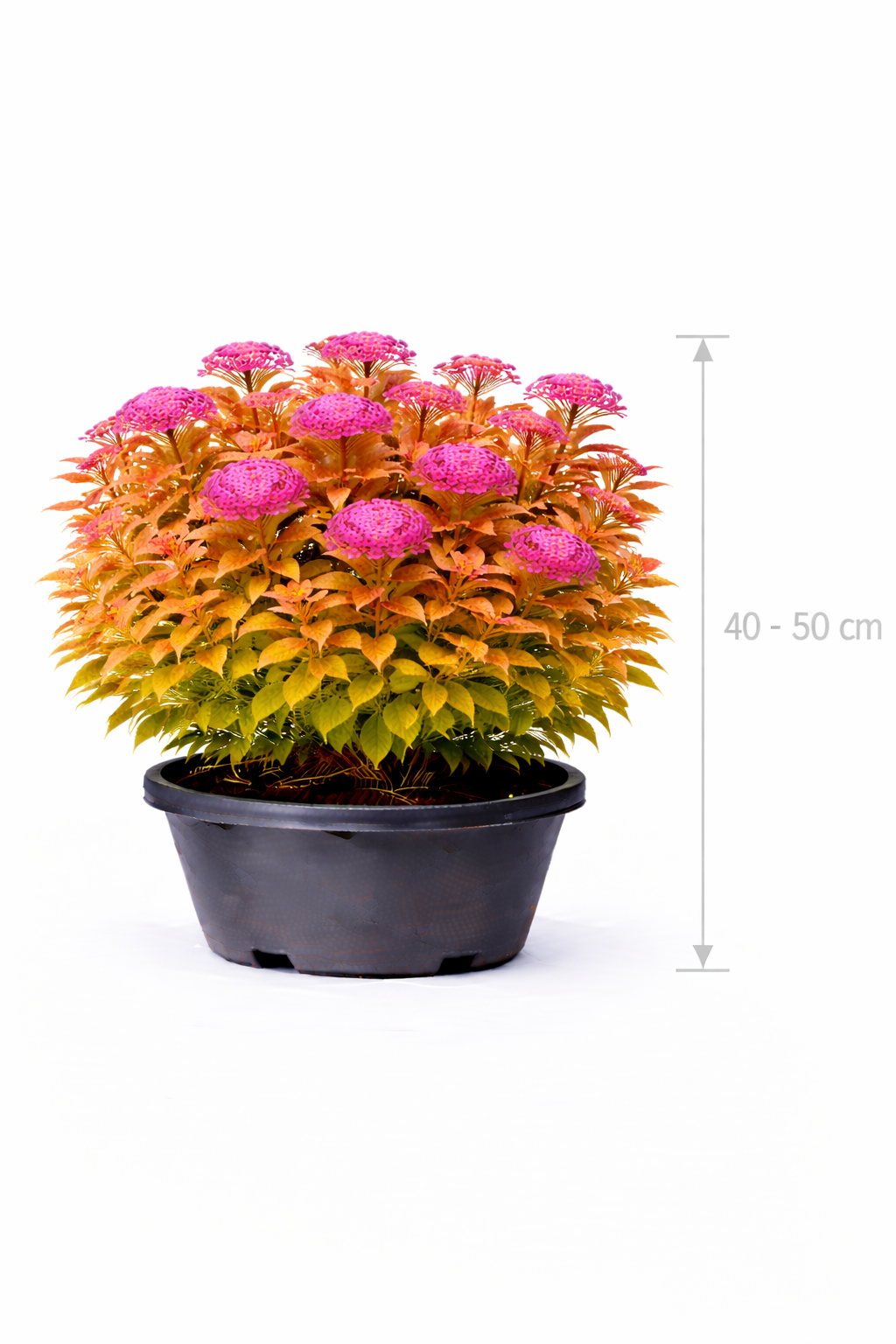 Spiraea jap. 'Goldflame' 40 - 50 C7.5