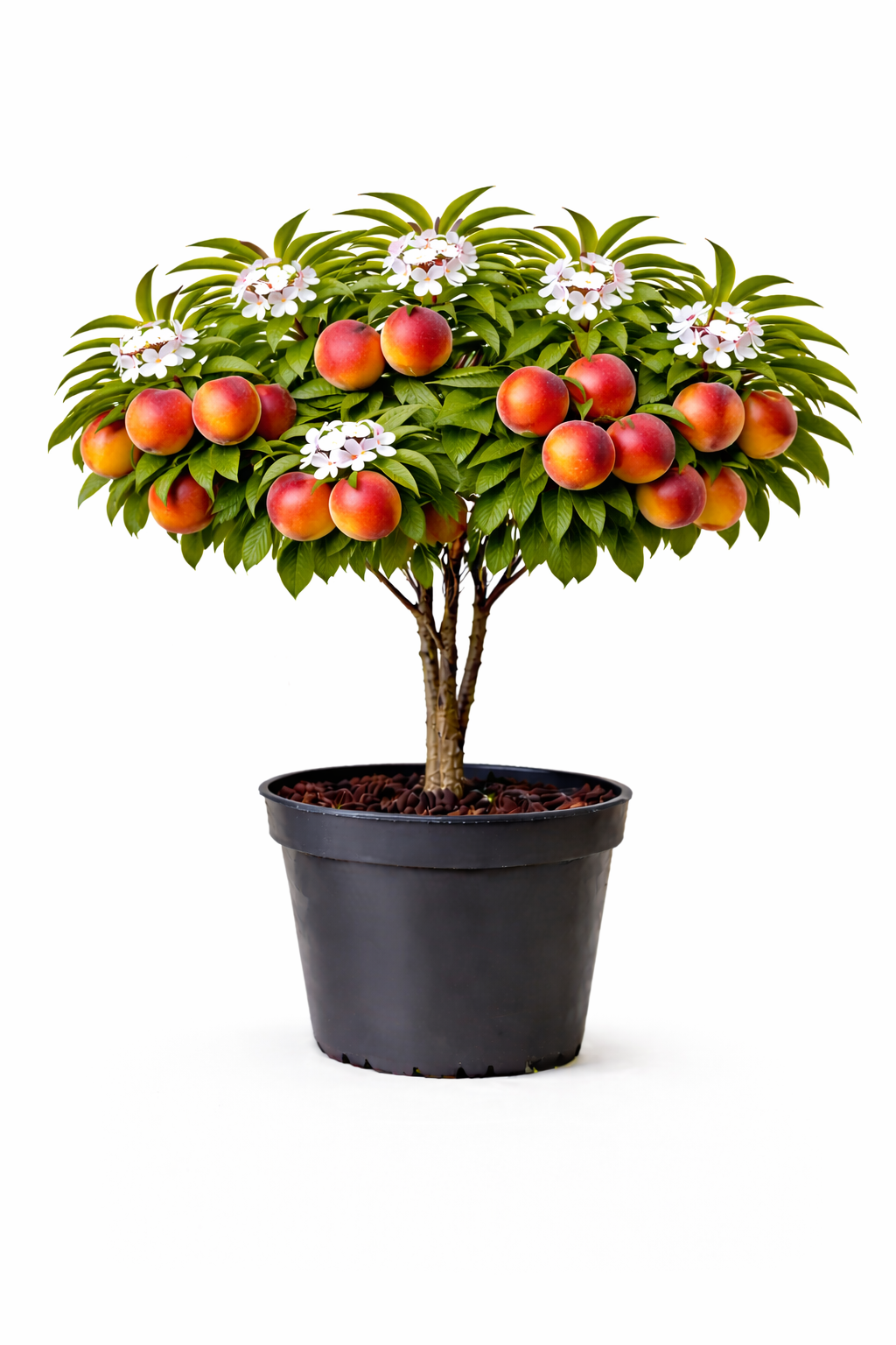 Prunus persica-nucipersica 'Flavortop' struik c7.5