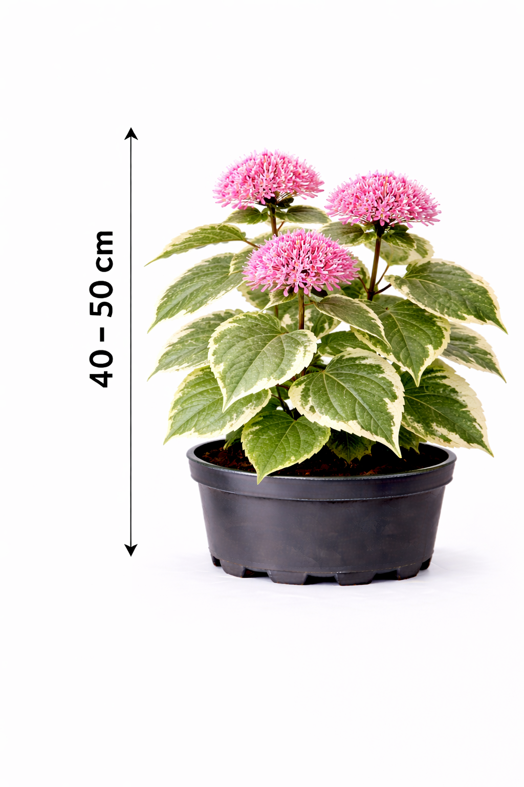 Clerodendrum bungei 'Pink Diamond' 40 - 50