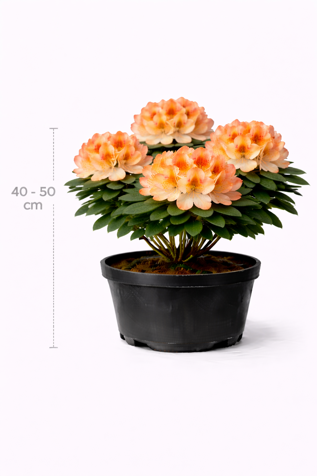 Rhodo (hybr.) 'Tortoiseshell Orange' 40 - 50 C4