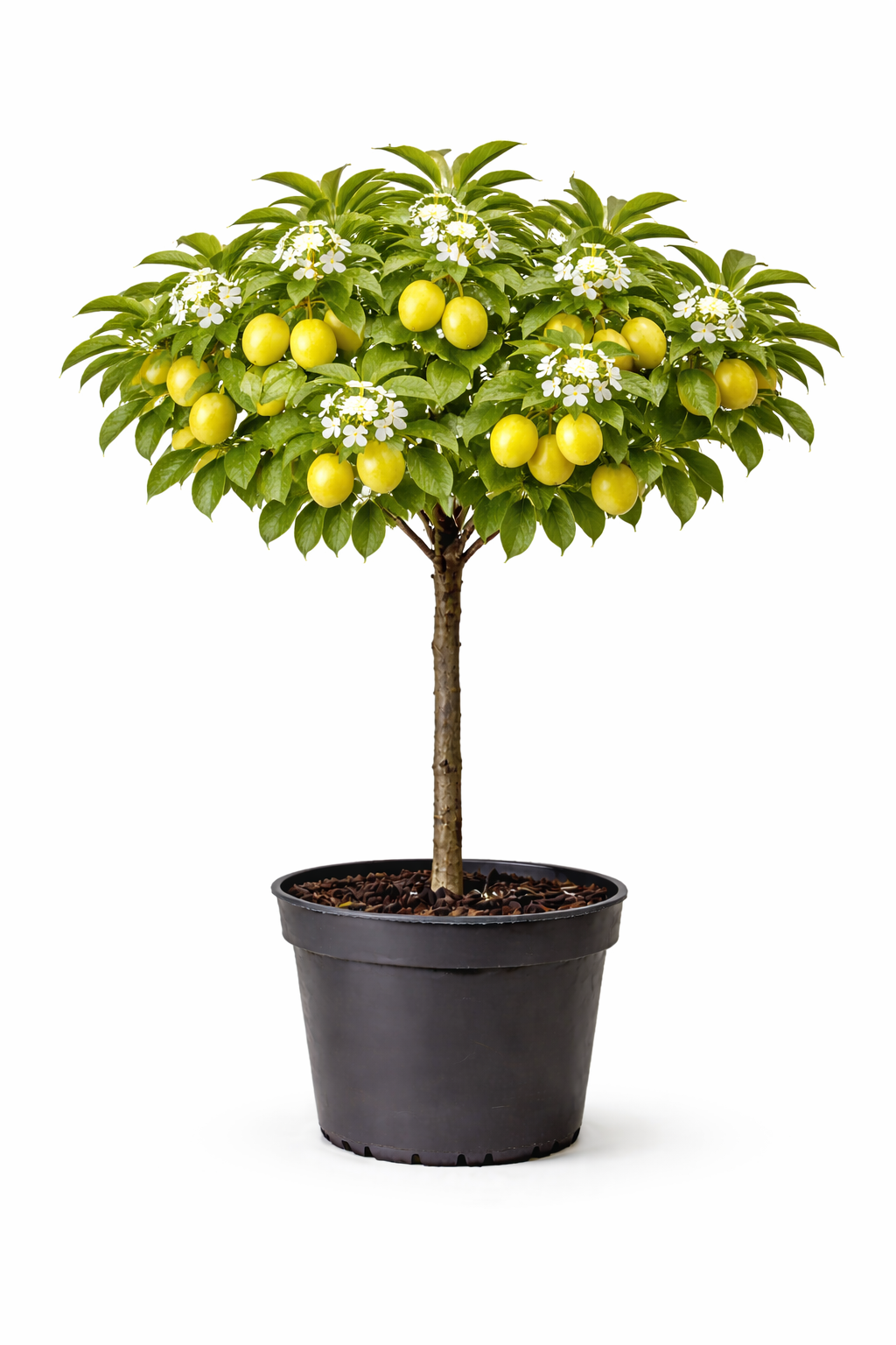 Prunus dom. 'R. Cl. d' Oullins' halfstam c7.5