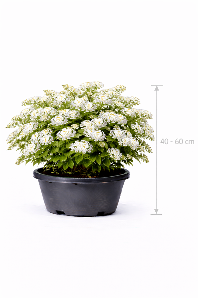 Spiraea vanhouttei 40 - 60