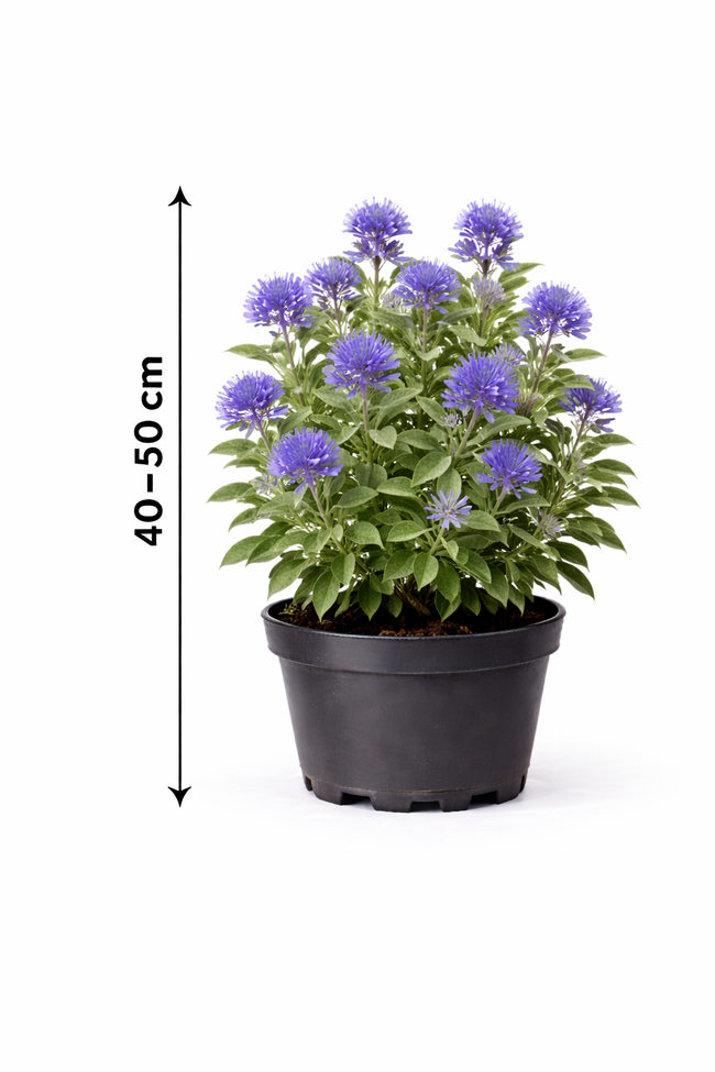 Caryopteris cland. 'Heavenly Blue' 40 - 50