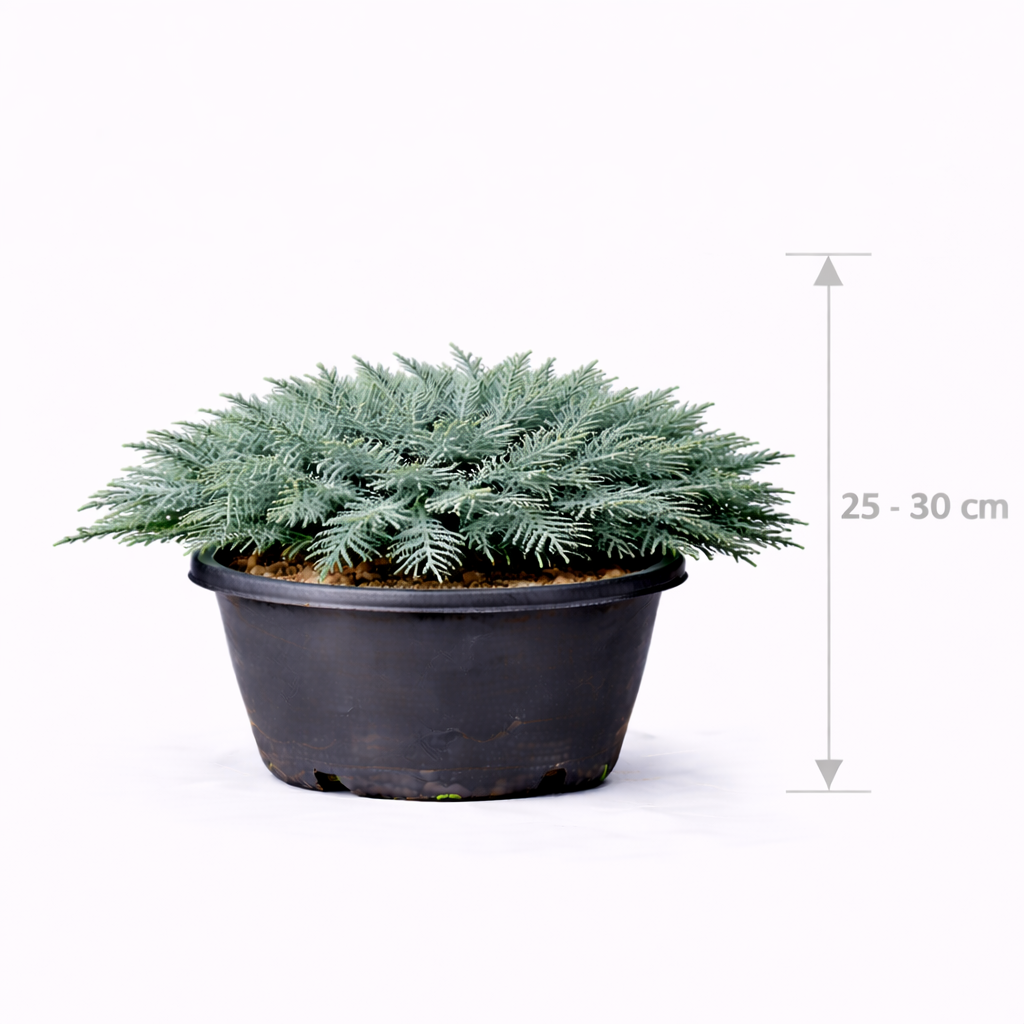 Juniperus squam. 'Blue Carpet' 25 - 30